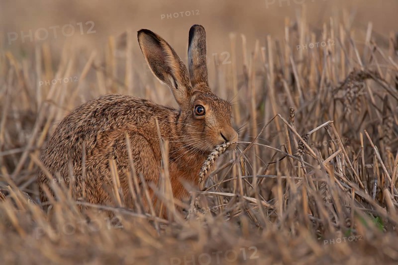 European brown hare (Lepus europaeus) adult animal feeding on a wheat sheath in a farmland stubble field in summer, Suffolk, England, United Kingdom