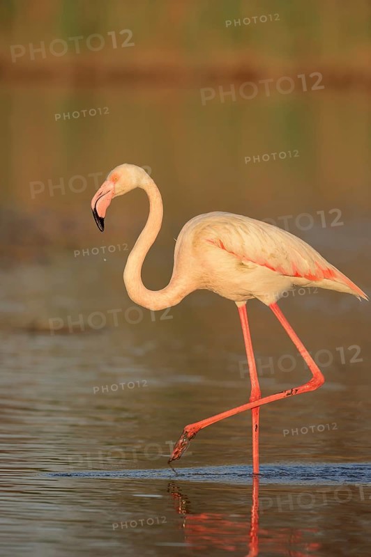 Greater flamingo (Phoenicopterus roseus), Camargue, Provence, southern France