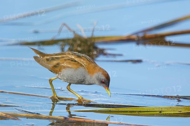 Little Crake (Porzana parva) male foraging, Greece