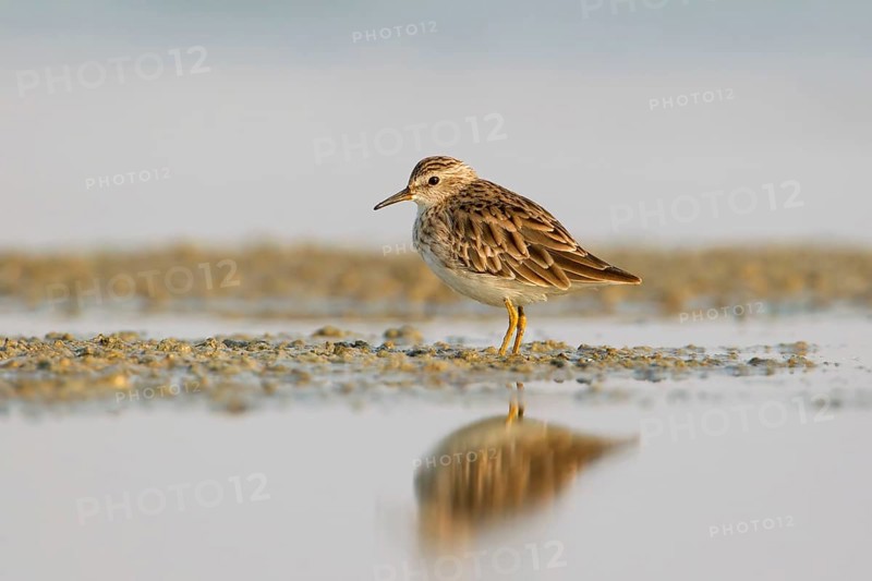 Long-toed Stint (Calidris subminuta), Phetchaburi, Thailand