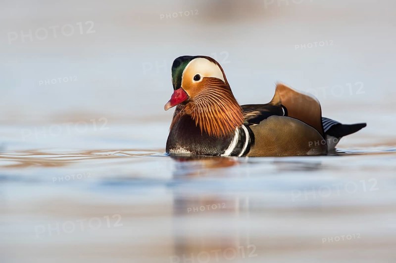 Mandarin Duck (Aix galericulata) male, Rhineland-Palatinate, Germany