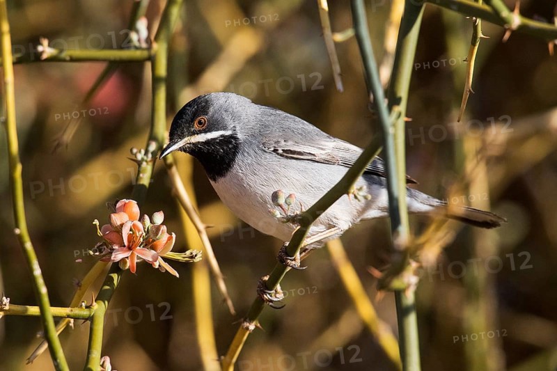 Rüppell's Warbler (Sylvia ruppeli) male, Eilat, Israel