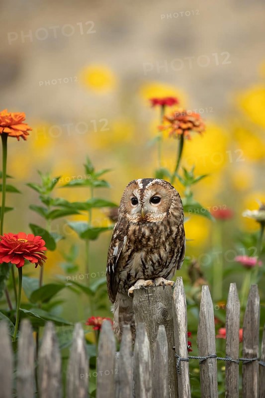 Tawny Owl (Strix aluco) perched on a fence, captive, Germany