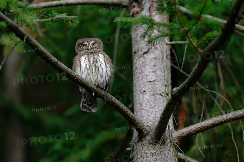 Eurasian Pygmy Owl (Glaucidium passerinum), Saxony, Germany
