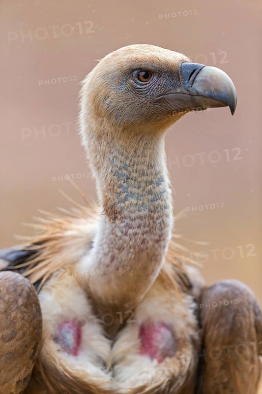 Gänsegeier, Eurasian Griffon Vulture, Griffon Vulture, Eurasian Griffon, Gyps fulvus, Vautour fauve, Buitre Leonado