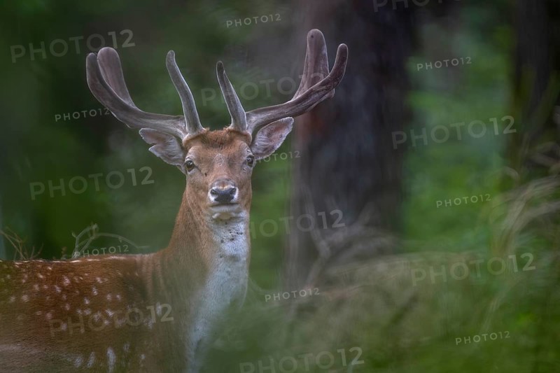 I like the portrait of the fallow deer (Dama dama) from a photographic point of view, the history of its creation is also very important to me and the fact that it was taken on a joint stalk with our border collie July, velvet antlers, summer coat, July, Germany