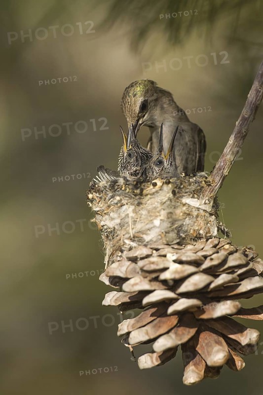 Costa's Hummingbird (Calypte costae) female feeding chicks in nest, California, USA