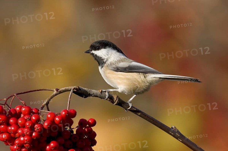 Black-capped Chickadee Poecile atricapilla Minneapolis, Minnesota, United States 1 November Adult on Mountain Ash berries. Paridae