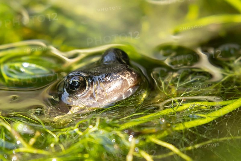 Common frog (Rana temporaria) adult amphibian in a garden pond amongst pond weed in summer, Suffolk, England, United KIngdom