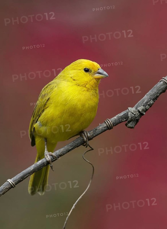 Saffron Finch (Sicalis flaveola) male perched on a branch, Pichincha, Ecuador