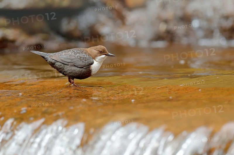 White-throated Dipper, Cinclus cinclus, brown bird with white throat in the river, waterfall in the background, animal behavior in the nature habitat, with food in the bill, nesting time, wildlife Germany