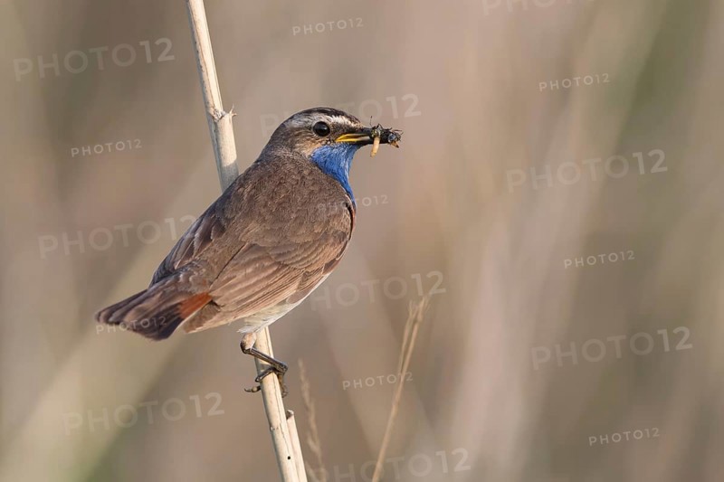 Bluethroat (Luscinia svecica cyanecula) male with insect prey in beak to feed chicks, Mecklenburg-Western, Pomerania, Germany