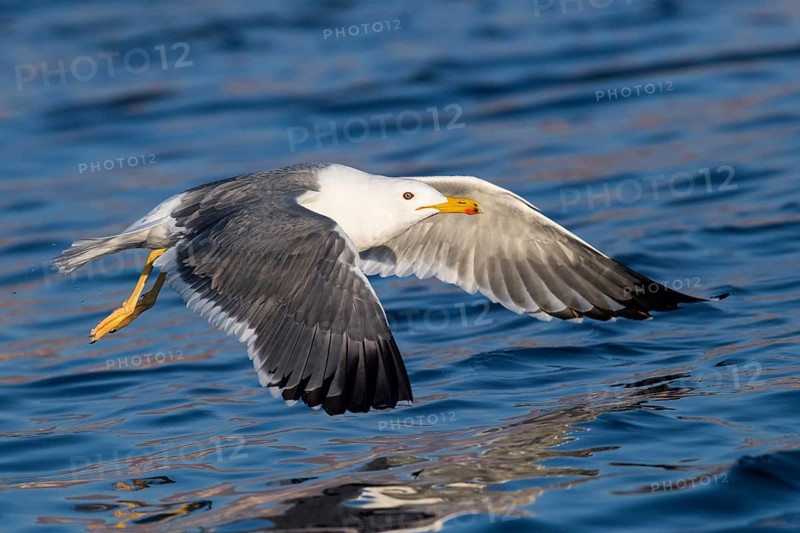 Baraba Gull (Larus fuscus barabensis) flying, Eilat, Israel
