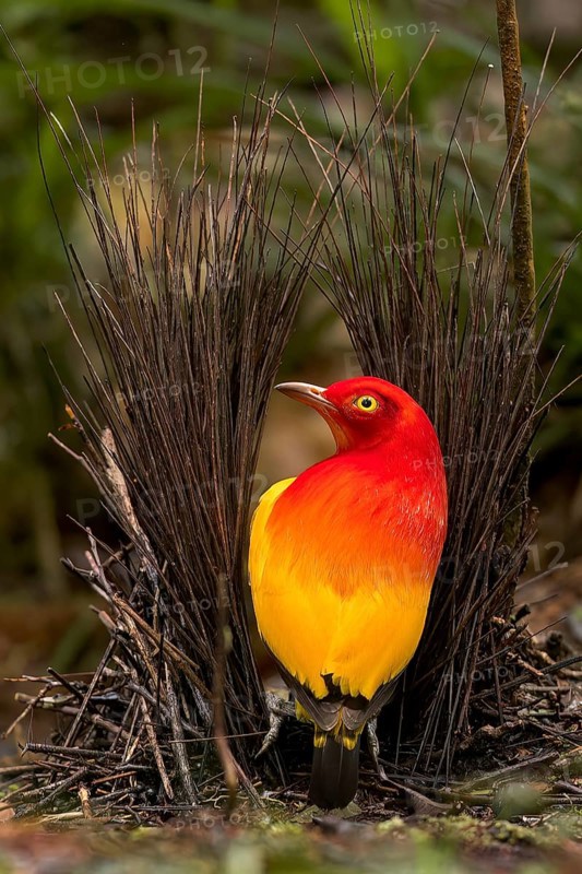 Flame Bowerbird (Sericulus ardens) perched at its bower in Papua New Guinea