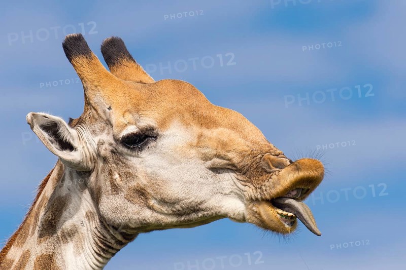 Giraffe (Giraffa) in the savannah, Kruger National Park, South Africa