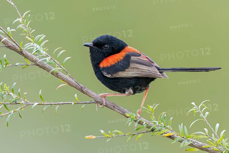 Red-backed Fairywren (Malurus melanocephalus) perched on a branch in eastern Australia