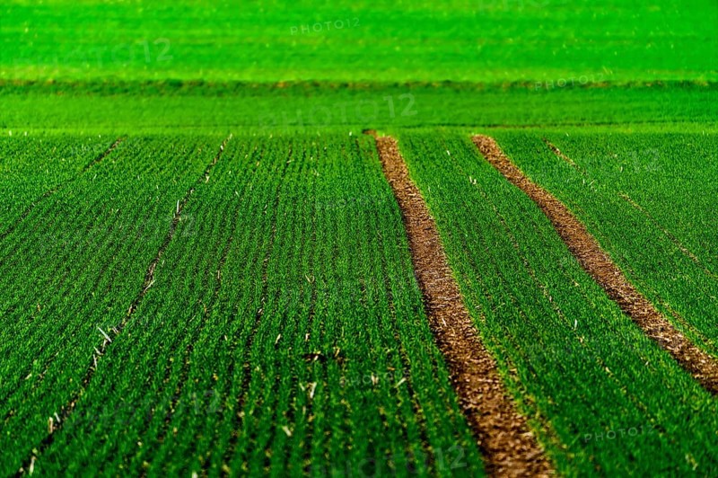Rapeseed field in January, Wesertal, Weserbergland, Germany