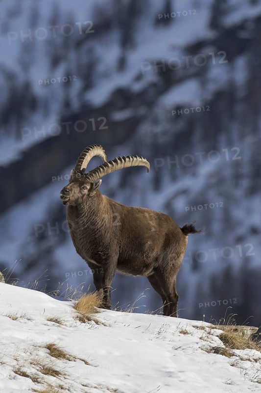 Alpine ibex (Capra ibex) male with large horns foraging on mountain slope in the snow in winter, Gran Paradiso National Park, Italian Alps, Italy
