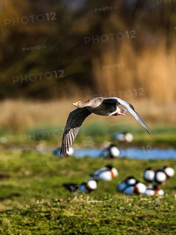 Greylag Goose, Anser anser, bird in flight over winter marshes