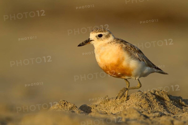 New Zealand Plover (Charadrius obscurus), Northland, North Island, New Zealand