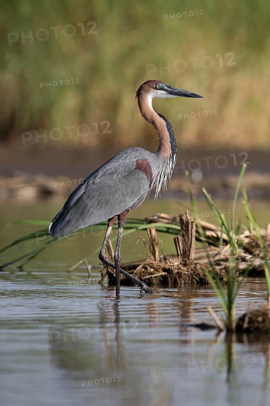Goliath Heron (Ardea goliath), Nechisar National Park, Ethiopia