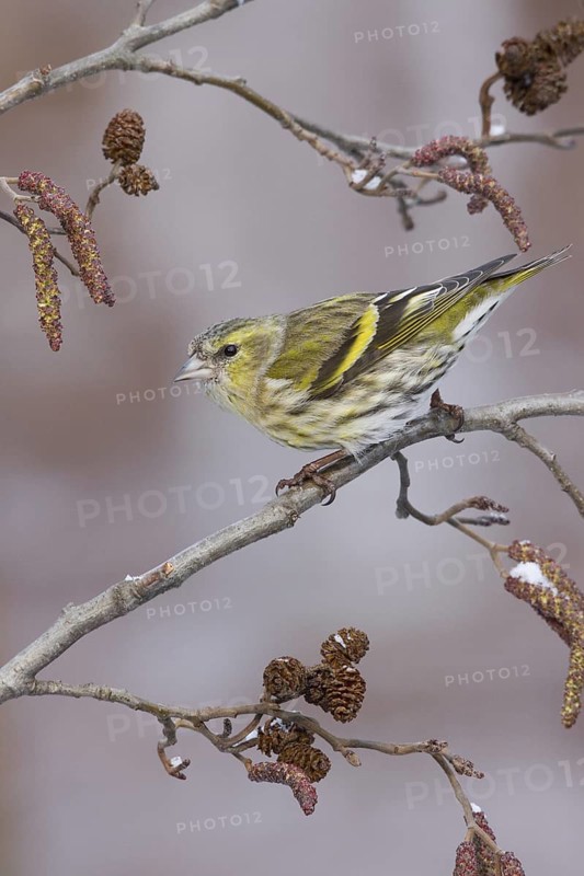Eurasian Siskin (Spinus spinus) female, St. Gallen, Switzerland