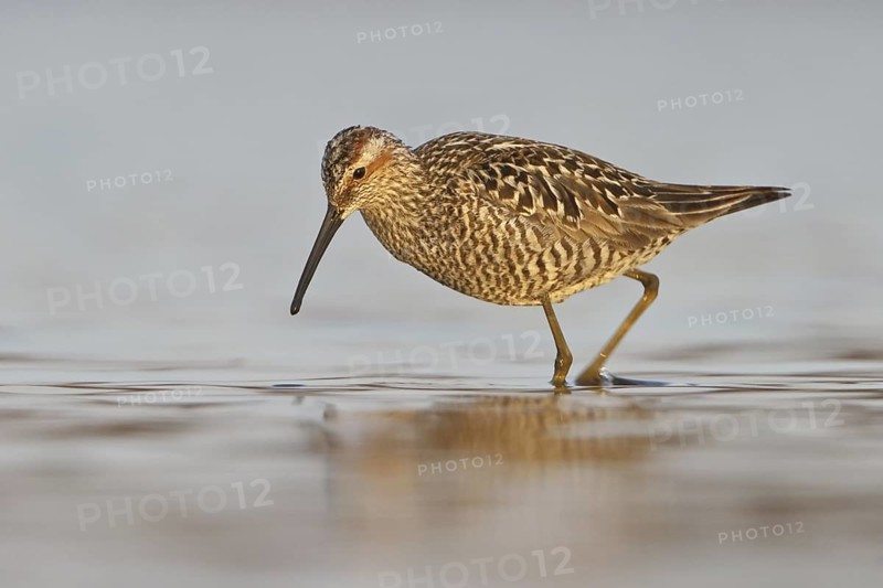 Stilt Sandpiper (Calidris himantopus), Manitoba, Canada