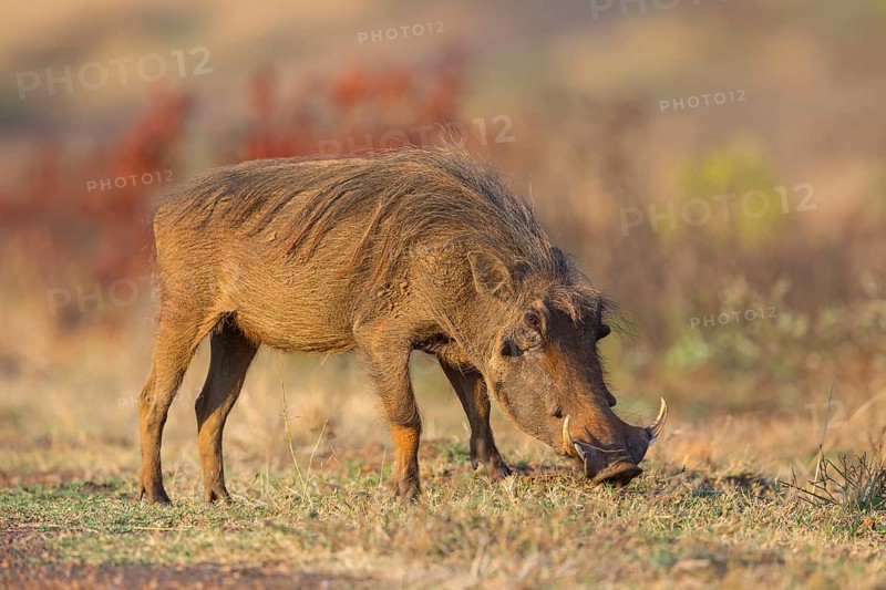 Warthog, (Phacochoerus africanus), animals, mammals, biotope, habitat, Africa, Addo Elephant National Park, Addo, Western Cape, South Africa