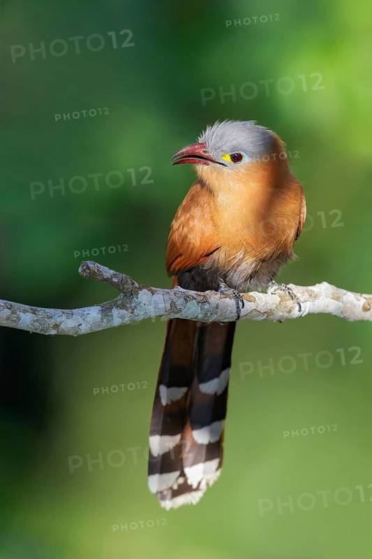 Black-bellied Cuckoo (Piaya melanogaster) perched on a branch in the Amazon of Brazil
