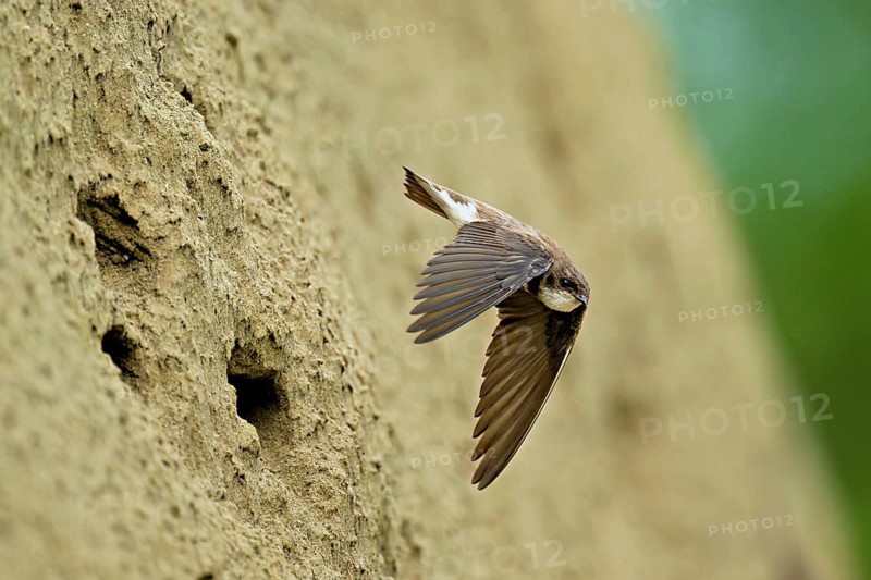 Sand martin (Riparia riparia), taking off from its breeding tube, Reussegg nature reserve, Canton Aargau, Switzerland