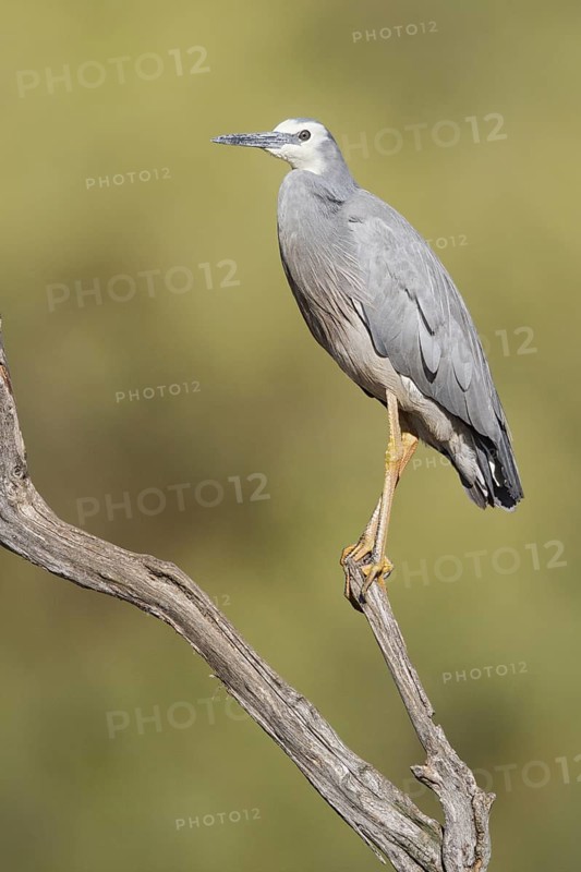 White-faced Heron (Egretta novaehollandiae), Western Australia, Australia