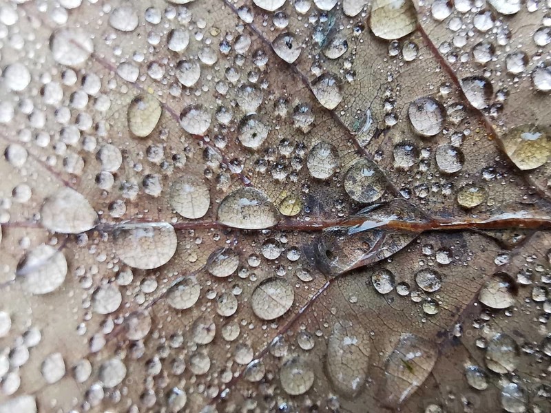 Detailed image of water droplets on a leaf surface, Frankenwald nature park Park