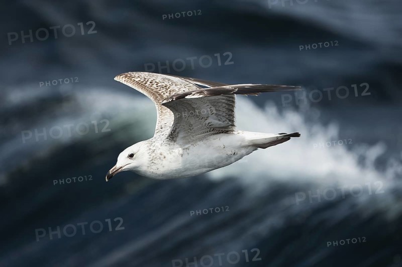 Caspian Gull (Larus cachinnans) juvenile flying, North Sea, Germany