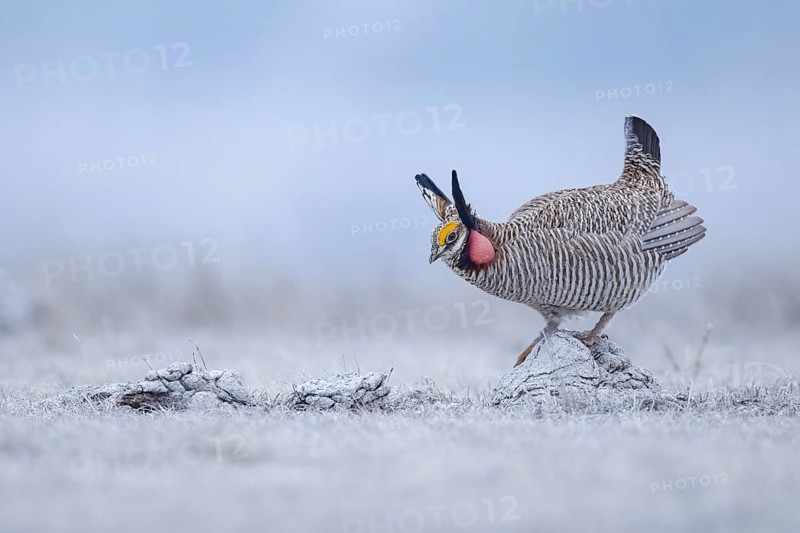 Lesser Prairie Chicken (Tympanuchus pallidicinctus) male displaying, Kansas, USA