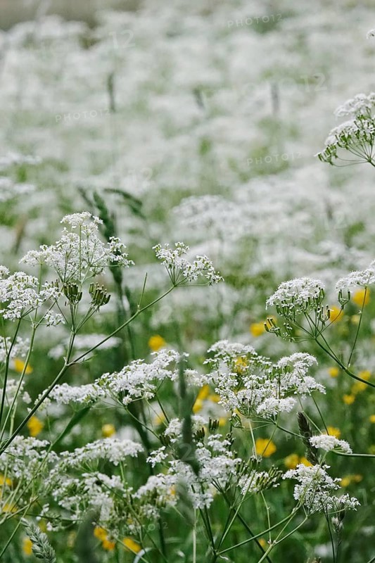 Meadow chervil (Anthriscus sylvestris), May, Germany