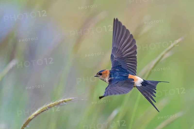 Red-rumped Swallow, Hirundo daurica, Lesvos, Greece