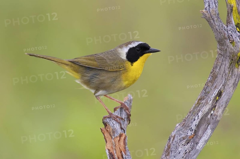 Common Yellowthroat (Geothlypis trichas), Texas, USA