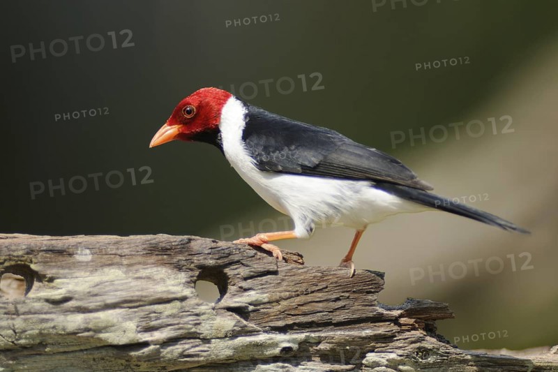 Yellow-billed Cardinal (Paroaria capitata), Pantanal, Brazil
