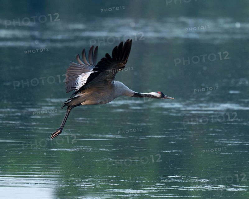 Crane (Grus grus) in flight over a lake, Lower Saxony, Germany