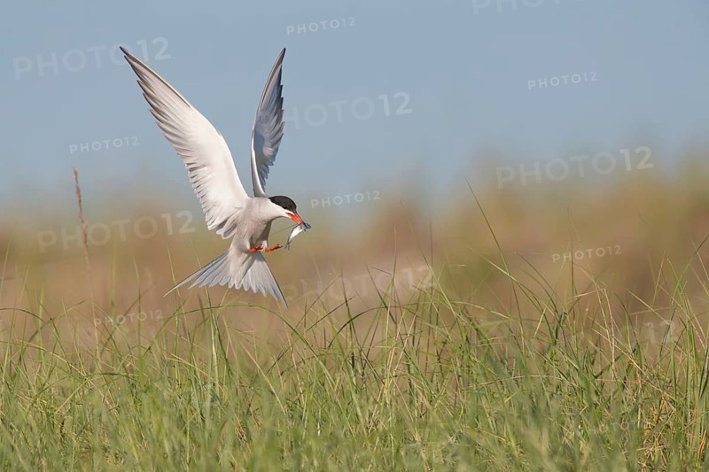 Common Tern (Sterna hirundo) flying with fish prey in beak, Massachusetts, USA