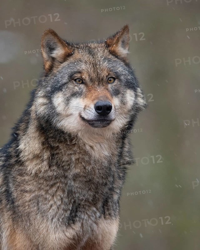 European Wolf (Canis lupus) adult portrait, Lower Saxony, Germany