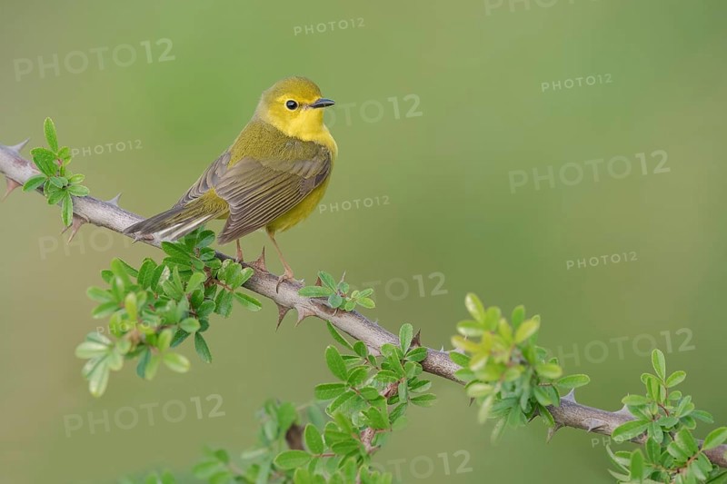 Hooded Warbler (Setophaga citrina) female, Texas, USA