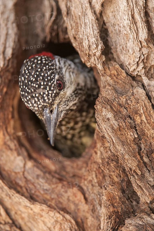 Golden-tailed Woodpecker (Campethera abingoni), Northern Cape, South Africa