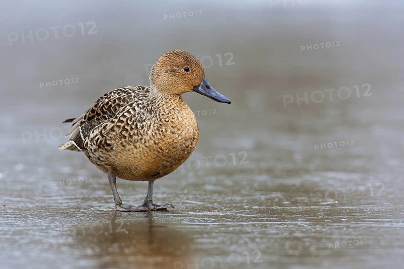 Northern Pintail (Anas acuta) female, British Columbia, Canada