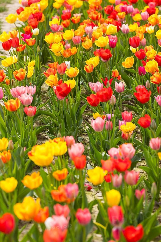 Colourful blooming tulips (tulpia) in a field for self-cutting flowers in Katzenberg, Nossen, Saxony, Germany