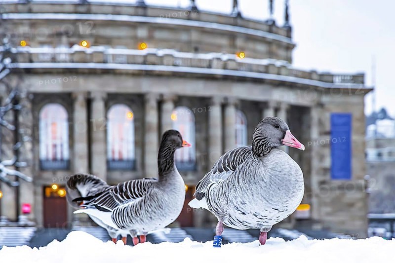 Winter in Stuttgart. It snowed overnight and the city is wintry white early in the morning. Nile geese in front of the opera house. Stuttgart, Baden-Württemberg, Germany