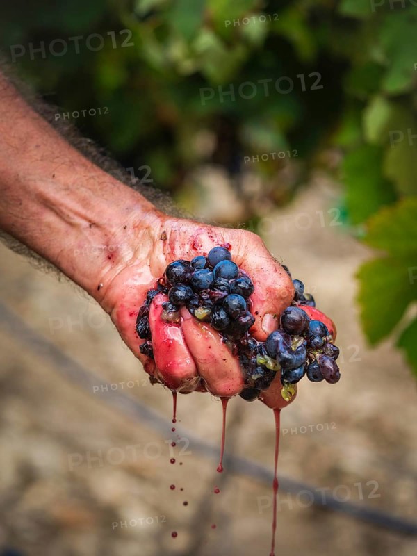 A close-up of a hand crushing ripe grapes in a Mallorcan vineyard, showcasing the vibrant juice and texture of the fruit amidst lush green leaves. Captures the essence of harvest