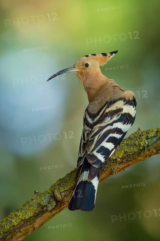 Wiedehopf, Upupa epops Eurasian hoopoe, Upupa epops