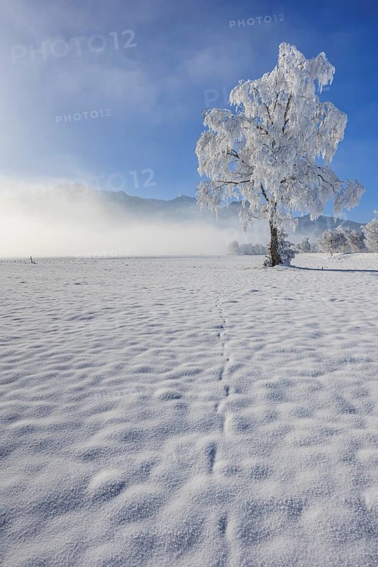Snow-covered tree, hoarfrost, sun, winter, Loisach-Lake Kochel moor, Alpine foothills, Upper Bavaria, Bavaria, Germany