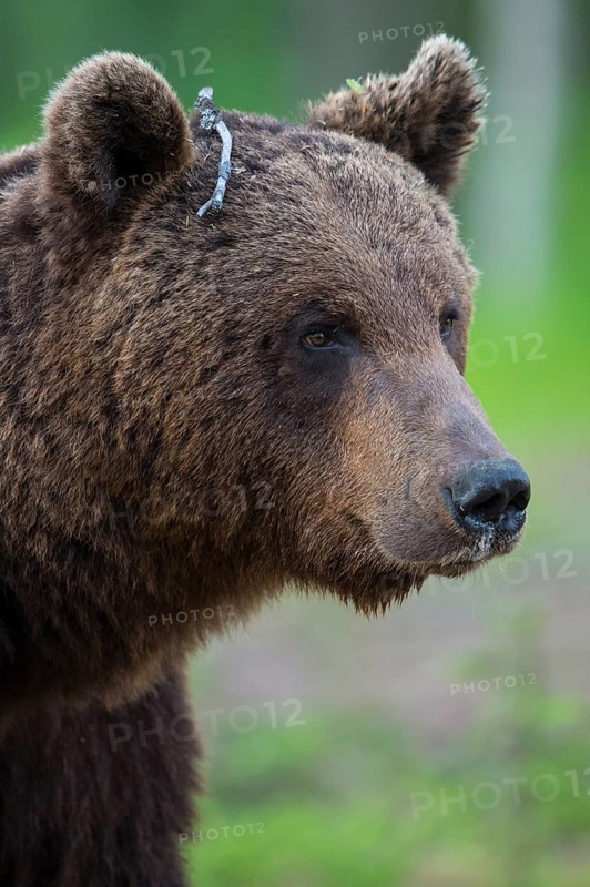 Eurasian Brown Bear (Ursus arctos) in forest, Finland